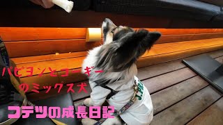 【パピヨンとコーギーのミックス犬】QUAYS pacific glillにて　At QUAYS pacific grill