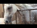 ぷち馬旅　 埼玉県本庄市　駿ホースクラブ 　ツルマルボーイ　ミッキードリーム　～引退した競走馬を訪ねてみたら～