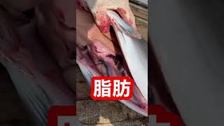 天然ブリから大量の脂肪が…#short #魚 #天然ブリ