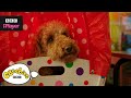 Waffle the Wonder Dog Top 5 | Starting School | CBeebies