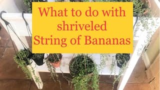 Two Easy and Sure Ways to Propagate String of Bananas