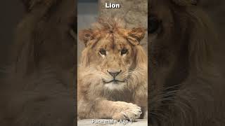 【ライオン】パーチェの視線いただきました #Lion #shorts