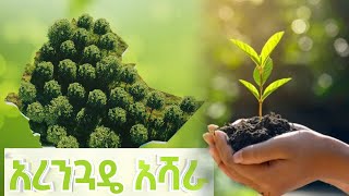 አረንጓዴ አሻራ / Green Legacy