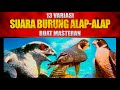 13 suara burung alap alap falcon