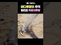 바다투망 추억영상 형광등 학꽁치그물낚시 최덕환 투망달인 고성 동해바다 화진포해수욕장 학꽁치투망 화진포해변 수제숭어투망 castnet fishing playpesca