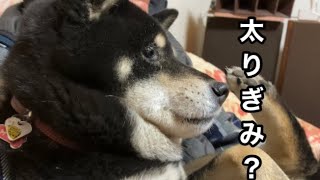 最近二重顎がひどい柴犬ララ