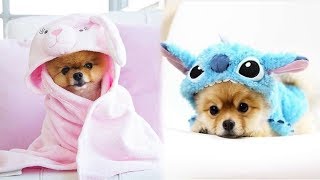 ♥Cute Puppies Doing Funny Things 2021♥ #9 Cutest Dogs