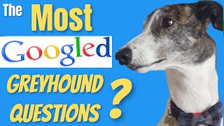 Greyhound questions answered!