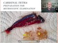 Fish disease case nr.18: Cardinal tetra: Fish tuberculosis, bacterial infection and dissection shown