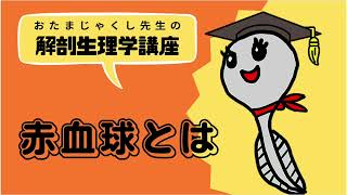 赤血球とは【看護学生・看護師のための解剖生理学講座】