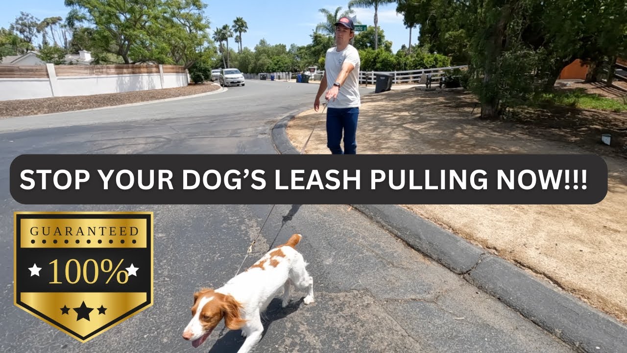 How To STOP Your DOG PULLING On LEASH...GUARANTEED! // DIY Dog Trainer ...