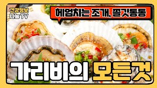 헤엄치는 조개, 가리비의 모든것! (가리비의 효능과 부작용, 제철 시기, 요리법, 손질법, 보관법, 음식 궁합, 구입 요령)