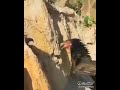 hen vs eagle fight whi win #shorts