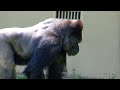 【高画質】シャバーニ一家の朝☀️2023年5月16日 火曜日【東山動物園】shabani family