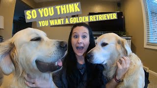 So You Think You Want A Golden Retriever | Watch To See If This Breed Is Right For You.