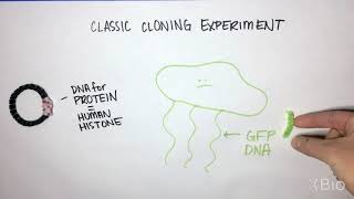 What is DNA cloning?