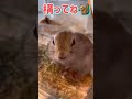 京都・岩戸山ホステルのカワイイリチャードソンジリス🐿 kyoto trip