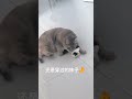 猫咪的迷惑行为 kitten cat 喵星人 猫 笑点不打烊计划 猫咪的迷惑行为 猫咪的日常