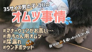 【老犬介護】お爺ちゃんわんこのオムツ事情(体重2kg前後3Sサイズ)#チワワ #犬 #dog