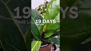 Fiddle Leaf Fig Timelapse 🪴🕰️ #planttimelapse  #houseplant #houseplants #plants