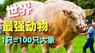 世界上最強壯的十種動物，100隻大象加一起都不是對手，輕鬆推動1000倍自身體重，第一名超乎你的想像！【地球奇说】