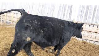 THE MAINE BULL SALE 2020 - SW 9144 - LOT 25