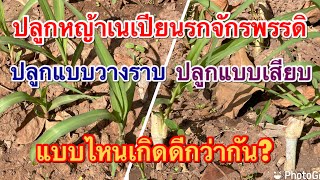 ปลูกแบบเสียบ กับแบบวางราบ เกิดดีต่างกันไหม? #ปลูกหญ้าเนเปียนรกจักพรรดิ