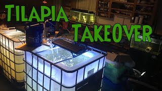 BREEDING TILAPIA In Aquarium - Tilapia Breeding Project Inspiration, Setup and FAILURE
