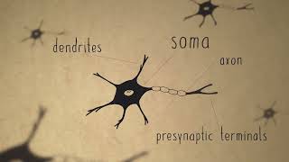 Neurons and Transmitters