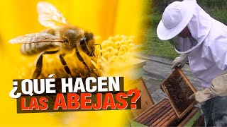 ¿ Qué hacen las LAS ABEJAS ? - Importancia de la Apicultura 🐝🍯