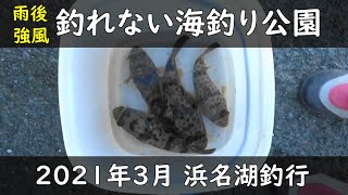 2021年3月 浜名湖釣行(フグ)