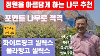 정원에 심으면 빛나는 나무 추천, 정원가꾸기, 가성비 좋은나무 추천, 화이트핑크셀릭스, 플라밍고셀릭스.삼색버드나무 #정원가꾸기 #정원가드닝