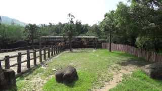 臺北市立動物園駱駝(Camels in Taiwan, Taipak[or Thoipet] city zoo)