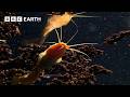 🔴 LIVE: A Journey Across Africa | BBC Earth