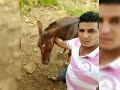 cruzamento de cavalo