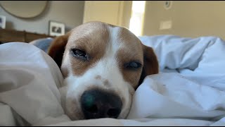 Sleepy beagle can't keep his eyes open