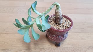 웃자란 다육 잎떼기를 잘못하면 물러 죽을수 있다!! 다육판매! How to remove the leaves of a long-grown succulent plant