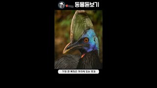 조류 - 4 화식조 (Cassowary)