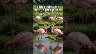 オオフラミンゴの生態を知ろう！  #shorts #animals #birds #POTO #動物の生態