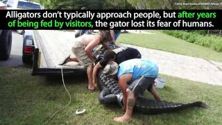 Record Breaking Gator Caught in Texas