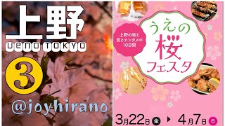 ③うえの桜フェスタ2024.4.1 Cherry Blossom Festa 2024 tokyo japan(after)