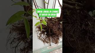 cek harga bonsai obral