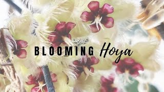 Blooming Hoya