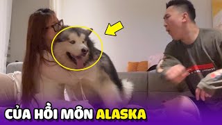 Chó hồi môn Alaska bảo vệ mẹ đến mức nào? 😂