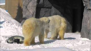 2012年2月16日　旭山動物園　ホッキョクグマ　ルル・ピリカ１