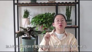 秋季养不好竹芋，空气湿度是关键，做好几点，叶片不萎蔫还发亮