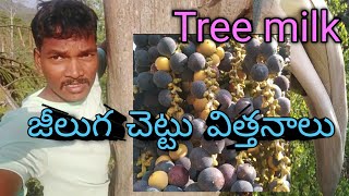 జీలుగ చెట్టు విత్తనాలు/vanavasi prems