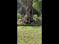 パワースポット 武雄神社⛩大楠