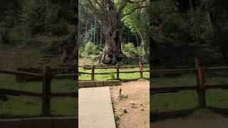 パワースポット 武雄神社⛩大楠