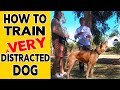 How to TRAIN a Distracted DOG using REWARDS and CORRECTIONS